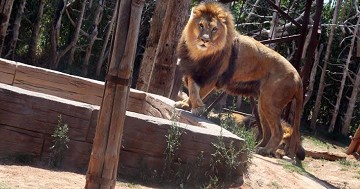 Interactie met dieren in Terra Natura in Murcia - Van Dam Estates