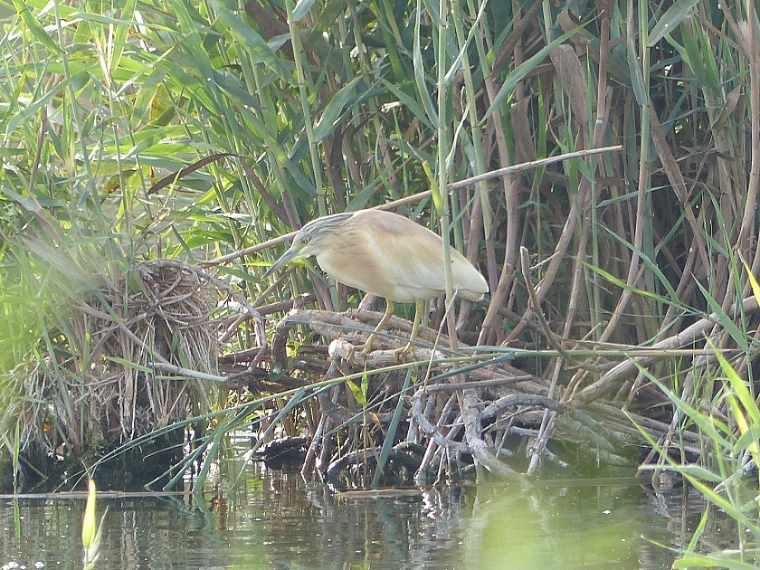 The almost forgotten nature reserve of Lagunas del Monte - Van Dam Estates