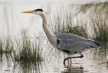 The almost forgotten nature reserve of Lagunas del Monte - Van Dam Estates