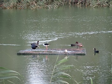 The almost forgotten nature reserve of Lagunas del Monte - Van Dam Estates