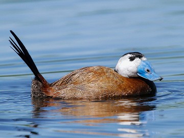 The almost forgotten nature reserve of Lagunas del Monte - Van Dam Estates