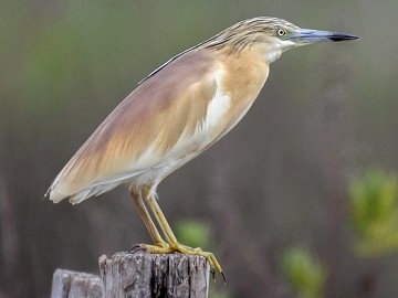 Das fast vergessene Naturschutzgebiet Lagunas del Monte - Van Dam Estates