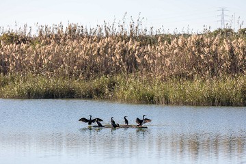 The almost forgotten nature reserve of Lagunas del Monte - Van Dam Estates