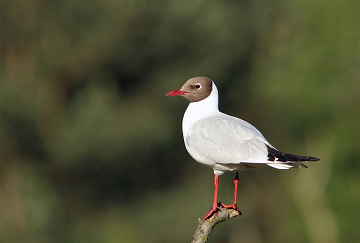 Het bijna vergeten natuurgebied van Lagunas del Monte - Van Dam Estates