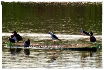 Das fast vergessene Naturschutzgebiet Lagunas del Monte - Van Dam Estates