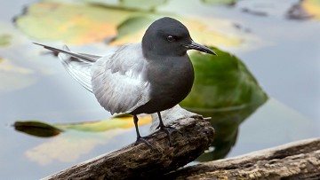 Het bijna vergeten natuurgebied van Lagunas del Monte - Van Dam Estates