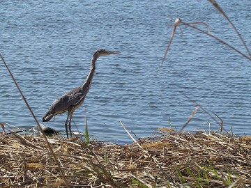 The almost forgotten nature reserve of Lagunas del Monte - Van Dam Estates