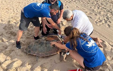 Las ballenas pasan por Denia y Jávea - Van Dam Estates