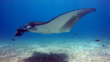 Las ballenas pasan por Denia y Jávea - Van Dam Estates