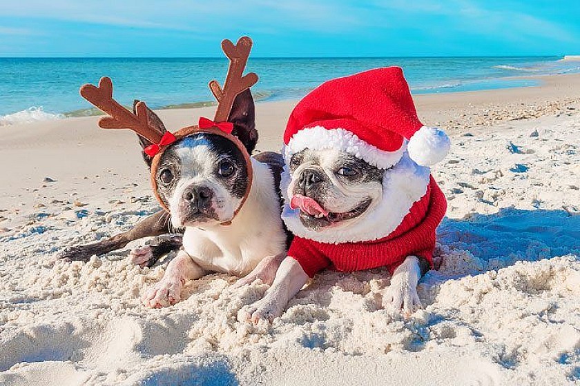 Weihnachten am Strand von La Zenia - Van Dam Estates