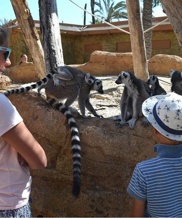 Rio-Safari Elche im Grünen - Van Dam Estates