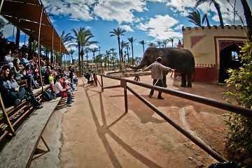 Rio safari Elche in the green - Van Dam Estates