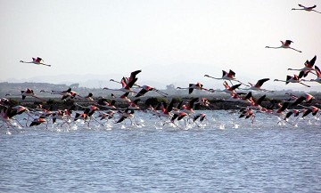 Zout en natuur in balans in Santa Pola - Van Dam Estates