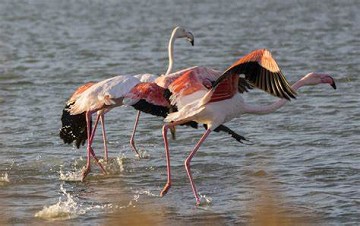 Zout en natuur in balans in Santa Pola - Van Dam Estates