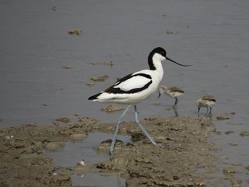 Zout en natuur in balans in Santa Pola - Van Dam Estates