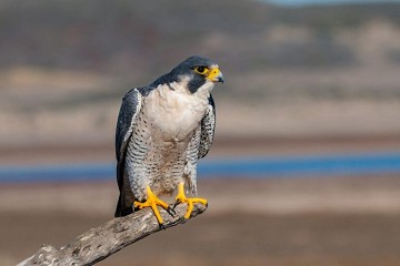 Fokus auf Crevillente: Natur und Kultur - Van Dam Estates